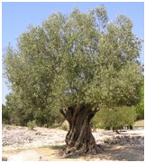 Thomas Friedman, Lexus and the Olive Tree (1999) Thomas Friedman, Lexus and the Olive Tree (1999)